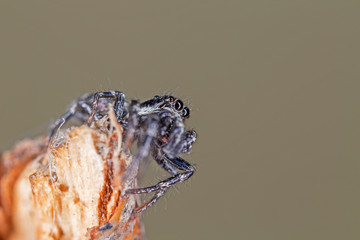 Jumping spider Salticus cingulatus. Salticus cingulatus is a Palearctic jumping spider of the family Salticidae.