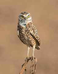 Burrowing Owl