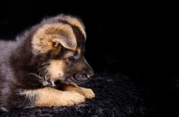 Portrait of a 7 week old german shepherd puppy head, black background, copy-space