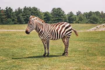 Fototapeta na wymiar One zebra standing in savanna park on summer day. Exotic African black-and-white striped animal walking in prairie. Beauty in nature. Wild species in their natural habitat.