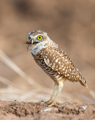 Burrowing Owl