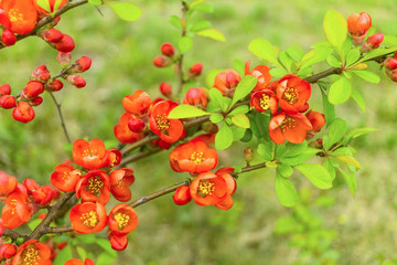 branch of Japanese quince blooming close-up. floral background. pink quince flowers close-up.