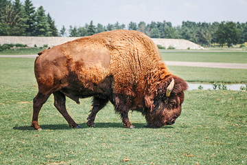 One plains bison eating grazing grass outside. Herd animal buffalo ox bull consuming plant food on meadow in prairie. Wildlife beauty in nature. Wild species in natural habitat.