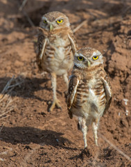 Burrowing Owl