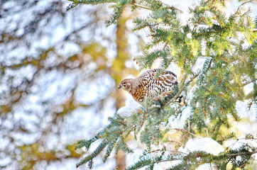 Wild Spruce Grouse perched on a tree limb in winter in Algonquin Park, Ontario, Canada.