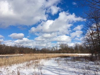 winter landscape with trees and blue sky