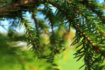 Fototapeta na wymiar Colorful fir branches on a background of blue sky and green grass in the summer in the garden