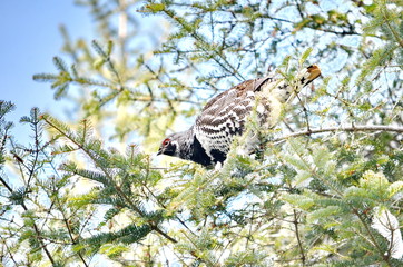 Wild Spruce Grouse perched on a tree limb in winter in Algonquin Park, Ontario, Canada.
