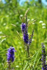 Blue flowers Veronica on the background of field plants in the summer. Blurred green and blue background. Blooming blue flower close-up on field.