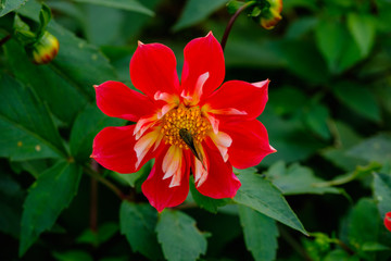 フラワーガーデン