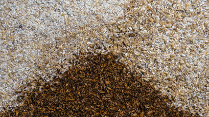 Ground caramel malt with light malt. Craft beer brewing from grain barley pale malt in process. Ale or lager from pilsner malt