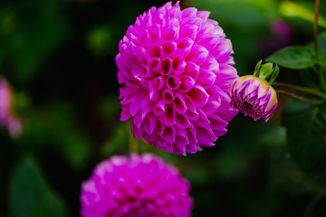 フラワーガーデン