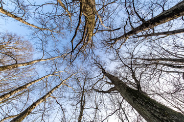 bare crowns and clumsy branches  of huge oak trees growing in blue sky in sunny day