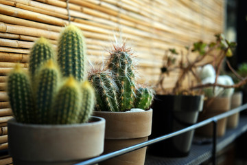 succulent and cancti wiwndowsill garden