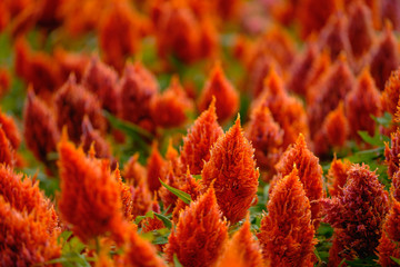 フラワーガーデン