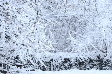 Snowy weather. Snow on trees and land. Bright white day. Snowflakes.