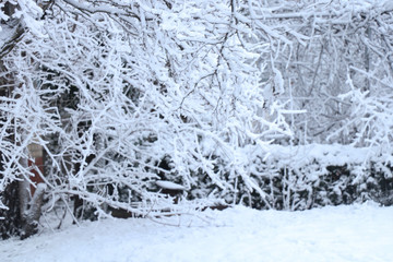 Snowy weather. Snow on trees and land. Bright white day. Snowflakes.
