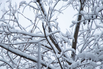 Snowy weather. Snow on trees and land. Bright white day. Snowflakes.