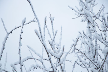 Fototapeta na wymiar Snowy weather. Snow on trees and land. Bright white day. Snowflakes.