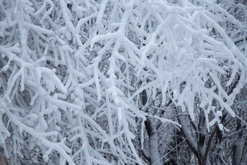 Snowy weather. Snow on trees and land. Bright white day. Snowflakes.