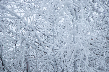 Snowy weather. Snow on trees and land. Bright white day. Snowflakes.