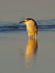 Black-crowned night-heron, Nycticorax nycticorax,