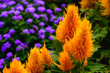 フラワーガーデン