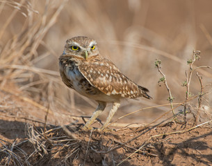 Burrowing Owl