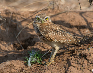 Burrowing Owl