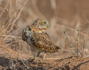 Burrowing Owl