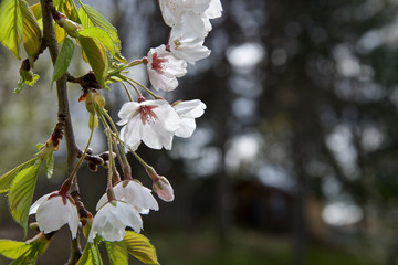 blooming cherry tree in spring