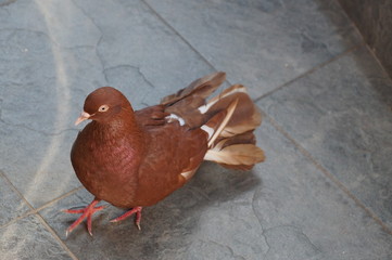 portrait of a brown dove