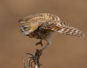 Burrowing Owl