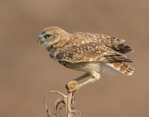 Burrowing Owl
