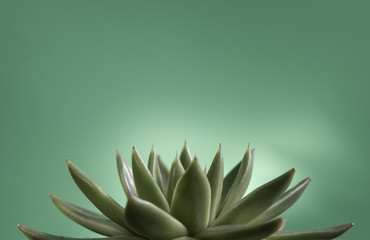 Fototapeta premium green Echeveria on green background
