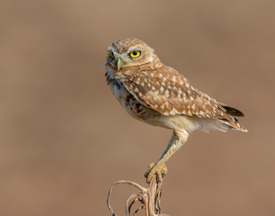 Burrowing Owl