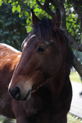 Fototapeta premium portrait of a horse