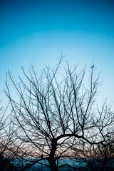Fototapeta na wymiar Silhouette of bare leafless tree