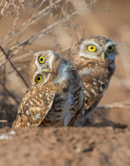 Burrowing Owl