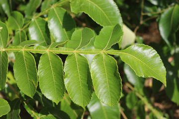 Fototapeta na wymiar Chinese sumac tree leaves