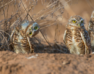 Burrowing Owl