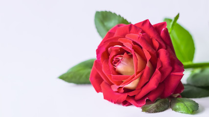 Fototapeta premium large red rose on a white macro background. background with a red rose.