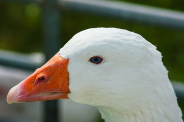 close up of domestic goose
