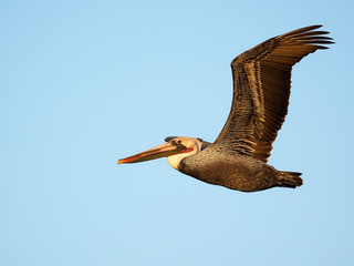 Brown pelican, Pelecanus occidentalis