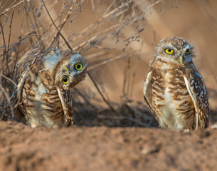 Burrowing Owl