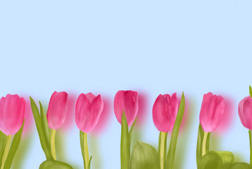 Beautiful pink tulips on a pastel blue background with Kopi space. Illustration drawing, Procreate program