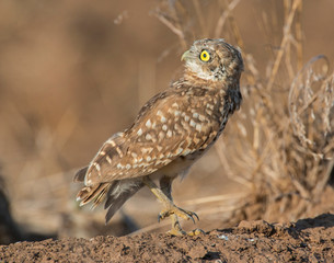 Burrowing Owl