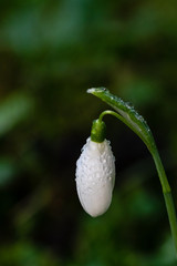 The first spring flowers are white, mild snowdrops (Galanthus nivalis) in the garden. Water drops on the soft flowers. Natural growth conditions.