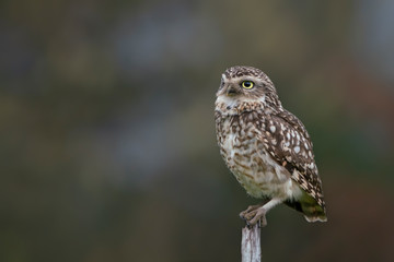 Cute Burrowing owl (Athene cunicularia) sitting on a branch. Blurry autumn background. Noord Brabant in the Netherlands. Writing space.