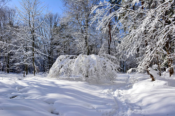 winter forest with trees covered snow
